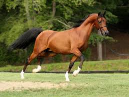 More images for polish arabian horse » Korona Polish Arabian Breeders Society Posts Facebook