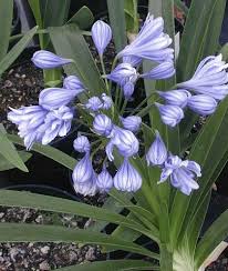 Image result for Agapanthus praecox