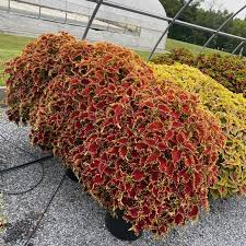 Image result for Coleus zombensis