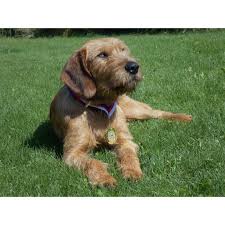 Image result for štýrský brakýř