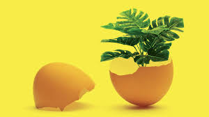 Egg shells make great plant food so you can share with your plants. How To Use Leftover Eggshells For Your Plants And Garden Los Angeles Times