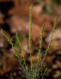 Image result for Lophiocarpus polystachyus