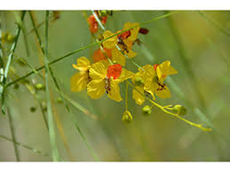 Image result for Parkinsonia aculeata