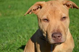 I have a shar pei mix & i would definitely say that your dog is a shar pei mix. Sharpull Terrier Shar Pei Pitbull Mix Info Pictures Facts Doggie Designer