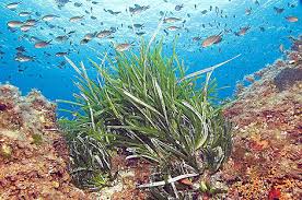 El Semaforo Del Mar Se Encuentra En Verde Baleares Elmundo Es