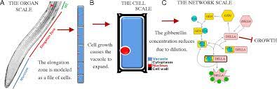 It is generally believed that the expansion of cells occurs at a somewhat erratic pace, involving a change in the texture and strength of the wall and a period of. Growth Induced Hormone Dilution Can Explain The Dynamics Of Plant Root Cell Elongation Pnas