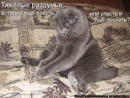 kotomatrixliju / котоматрица / смешные картинки и другие приколы: комиксы,  гиф анимация, видео, лучший интеллектуальный юмор.
