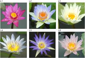 Image result for Nymphaea divaricata