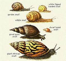 How To Care For Your Pet Garden Snails Garden Snails Only Snails In Garden Snail Snail Farming
