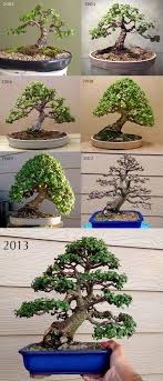Acdeadd0f66ce419e78cd4ab1a8682bd Jpg 891 2 072 Pixels Bonsai Pflanzen Bonsai Baum Bonsai