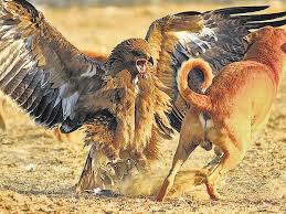 Facility includes 5 bays, a mezzanine for parts and tire storage, an oil containment pit, restrooms, break room, and an office. Wild Buzz Cooperative Of Scavengers Hindustan Times