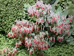Kalanchoe Laxiflora Milky Widow S Thrill World Of Succulents Cacti And Succulents Pretty Flowers Succulents