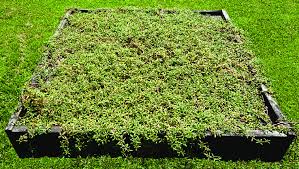 Image result for Sesuvium portulacastrum