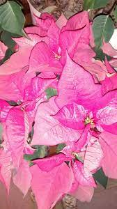 Flor De Noche Buena Rosa Amaryllis Plants