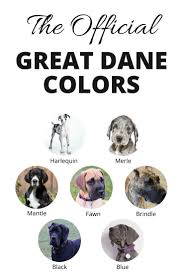Great Dane Colors Chart Great Dane Colors Great Dane Great Dane Names