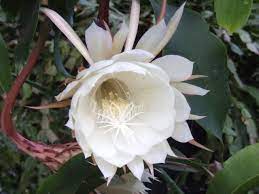 It has smaller flowers, interesting zig zag leaves and also seems to flower more when root bound. How To Make Night Blooming Cereus Bloom Diy
