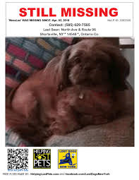 Последние твиты от helping lost pets (@helpinglostpets). Wayne County New York Lost And Found Pets Wclfpny Twitter