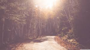 Best forest wallpaper, desktop background for any computer, laptop, tablet and phone. Vintage Forest Wallpapers Top Free Vintage Forest Backgrounds Wallpaperaccess