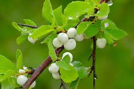 Image result for Baissea viridiflora