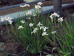 Image result for Dietes