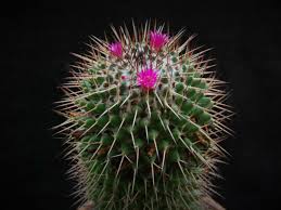 Polythele, mammillaria crocidata, mammillaria dolichocentra, mammillaria galeottii, mammillaria hidalgensis, mammillaria kewensis, mammillaria tetracantha. Mammillaria Polythele World Of Succulents