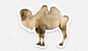 Wild bactrian camels (camelus ferus) were discovered in 1878 by nikolai prejevalsky, a russian geographer who explored mongolia and tibet. Wild Bactrian Camel Dromedary Sahara Others Mammal Animals Wildlife Png Pngwing