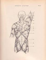 Don't draw the muscles as a series of lines. Human Back Muscles Print 9 X 12 Anatomy Drawing By Agedpage From Paul Richer Anatomia Artistica Anatomia Musculos Anatomia