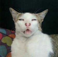 Friend Of Life Na Jaemin Gambar Kucing Lucu Humor Hewan Lucu Anak Kucing Lucu