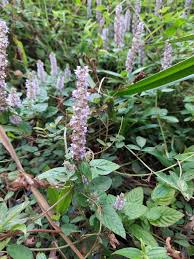 Image result for Platostoma