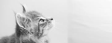 Your veterinarians in pittsburg, ca. The Well Pet Hospital Sligo Sligo S Friendly Dedicated Pet Only Vets