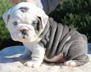 miniature-englishbulldogs - SHRINKABULLS SHRINK-A-BULLS
