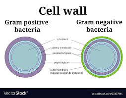 Bacteria Cell Wall Gram Positive And Gram Negative
