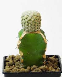 Image result for Euphorbia lissosperma