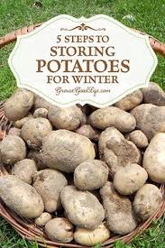 5 Steps To Storing Potatoes For Winter How To Store Potatoes Growing Food Root Cellar
