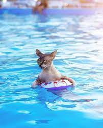 ten pictures of cats swimming because some cats love to swim haarloze katten schattigste dieren katten en kittens