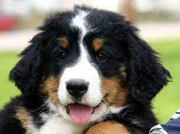 Berners are intelligent dogs with lovable temperaments. Bovaro Del Bernese Bernese Mountain Dog Puppy Bernese Dog Bernese Mountain Dog