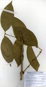 Image result for Belonophora