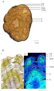We did not find results for: Molecules Free Full Text Tissue Specific Analysis Of Secondary Metabolites Creates A Reliable Morphological Criterion For Quality Grading Of Polygoni Multiflori Radix Html