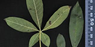 Image result for Vitex ferruginea