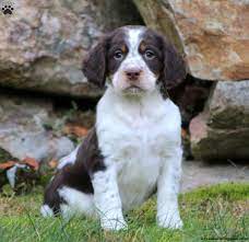 You can view hundreds of listings of dogs for sale from around the country in one convenient location, 24 hours a day, 7 days a week. English Springer Spaniel Puppies For Sale Greenfield Puppies