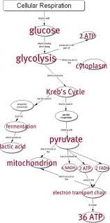 New Medical Student Charts 40 Ideas Biology Classroom Teaching Biology Science Biology