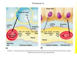 Saat bernapas, ada banyak organ berperan dalam mengolah oksigen (o2) yang kita hirup. Proses Pertukaran Oksigen Dan Karbondioksida Info Pendidikan Dan Biologi