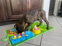 Najlepsze zabawki dla szczeniaka dobermana? Czy mata węchowa to dobry pomysł dla 8-latka?