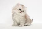 20 Cat Breeds Who Make the Cutest Kittens