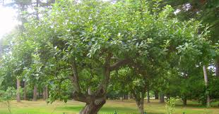The tree is known as linden for the european species. Newtonia Babson Centennial
