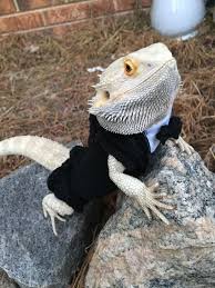 Black Bearded Dragon For Sale Uk Bearded Dragons New Black Tuxedo Body Shirt Bearded Dragon Care Bearded Dragon Cute Bearded Dragon