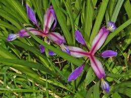 Image result for Iridaceae