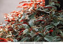 Image result for Excoecaria