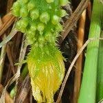 Image result for Cucumis aculeatus