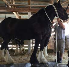 Draft gratitude was founded in 2014 and is dedicated to saving the lives of senior working horses. Https Www Marshallindependent Com News Local News 2017 07 Three Generations Of Birens Participate In Draft Horse Shows